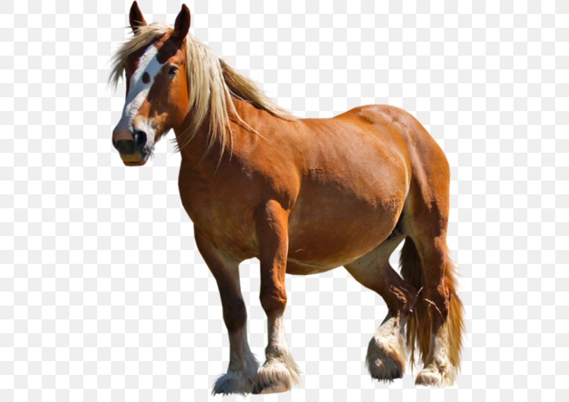 Pony Arabian Horse Percheron Mustang Clydesdale Horse, PNG, 550x579px, Pony, Animal, Arabian Horse, Clydesdale Horse, Draft Horse Download Free