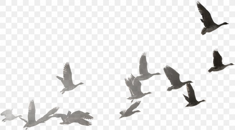 Swans Goose Duck Clip Art, PNG, 1575x875px, Swans, Adaptation, Animal Migration, Bailu, Bird Download Free