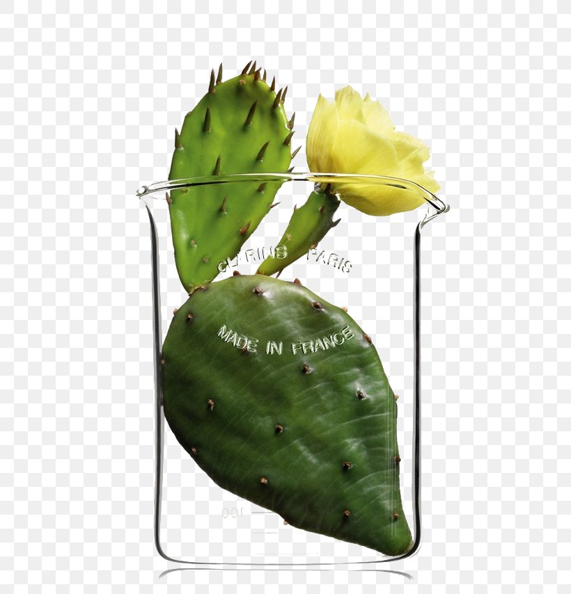 Barbary Fig Eastern Prickly Pear Cactaceae Cosmetics Plant, PNG, 640x854px, Barbary Fig, Cactaceae, Cactus, Clarins, Color Download Free