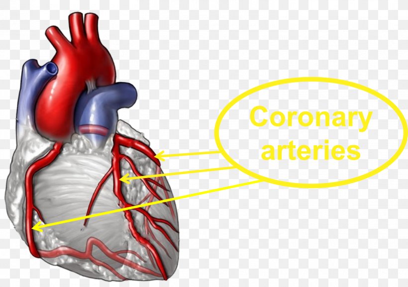 Coronary Artery Disease Heart Medicine Coronary Arteries Health, PNG, 1516x1067px, Watercolor, Cartoon, Flower, Frame, Heart Download Free