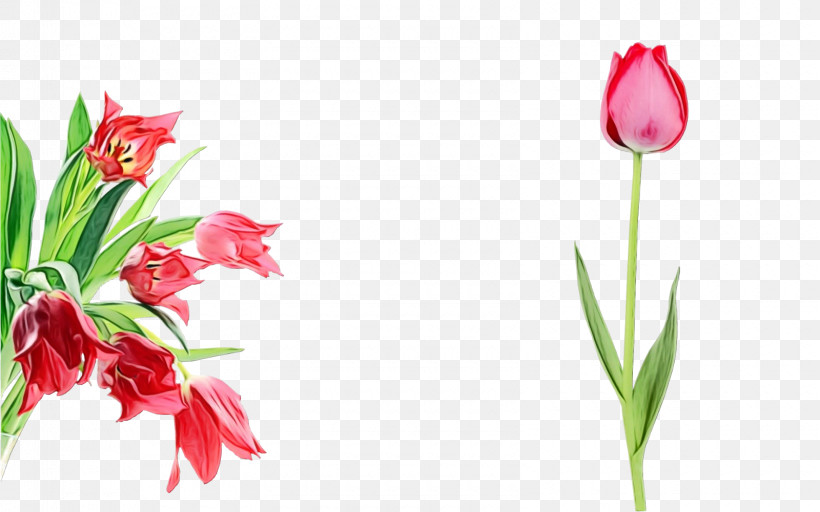 Flower Plant Tulip Pink Petal, PNG, 1600x1000px, Watercolor, Bud, Cut Flowers, Flower, Lily Family Download Free