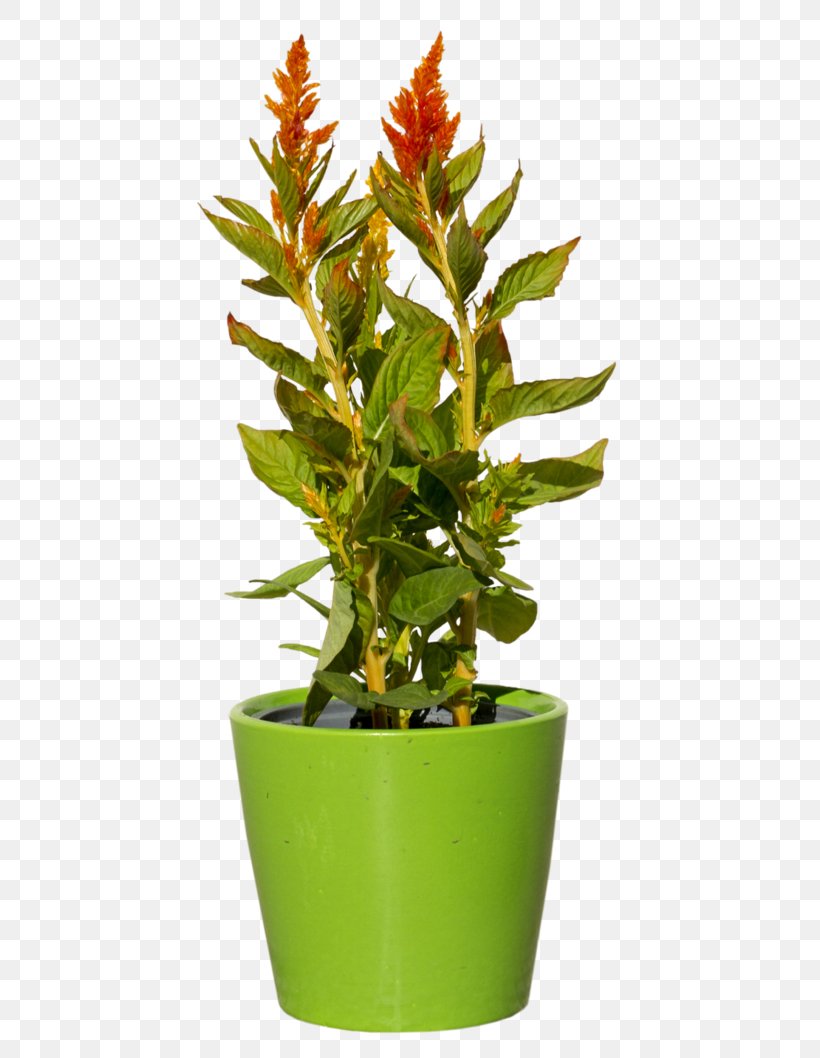 Plant, PNG, 756x1058px, Plant, Computer Software, Evergreen, Flower, Flowerpot Download Free