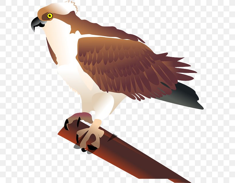 Bird Seahawk Clip Art, PNG, 603x640px, Bird, Accipitriformes, Beak, Bird Of Prey, Eagle Download Free
