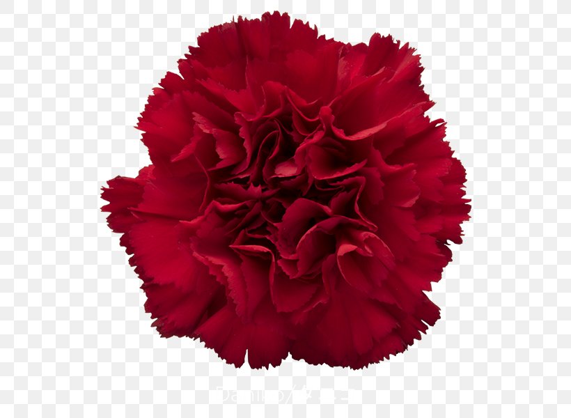 Carnation Cut Flowers Rose Red, PNG, 600x600px, Carnation, Blue, Cut Flowers, Dianthus, Flower Download Free