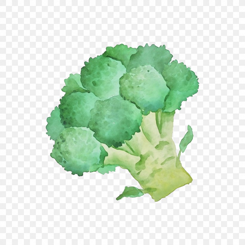 Cauliflower, PNG, 1024x1024px, Watercolor, Broccoli, Cabbage, Cauliflower, Cruciferous Vegetables Download Free