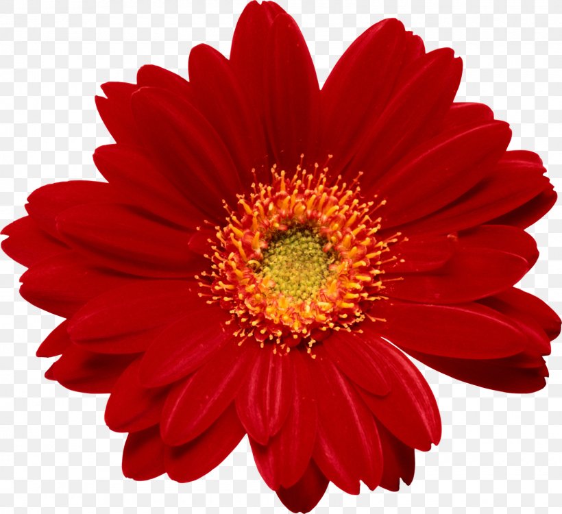 Flower, PNG, 1600x1464px, Flower, Animation, Annual Plant, Bit, Blanket Flowers Download Free