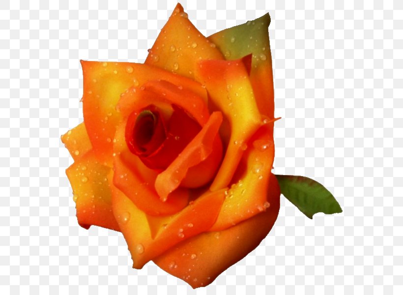 Garden Roses Petal Flower, PNG, 600x600px, Garden Roses, Biscuits, Flower, Fruit, Garden Download Free