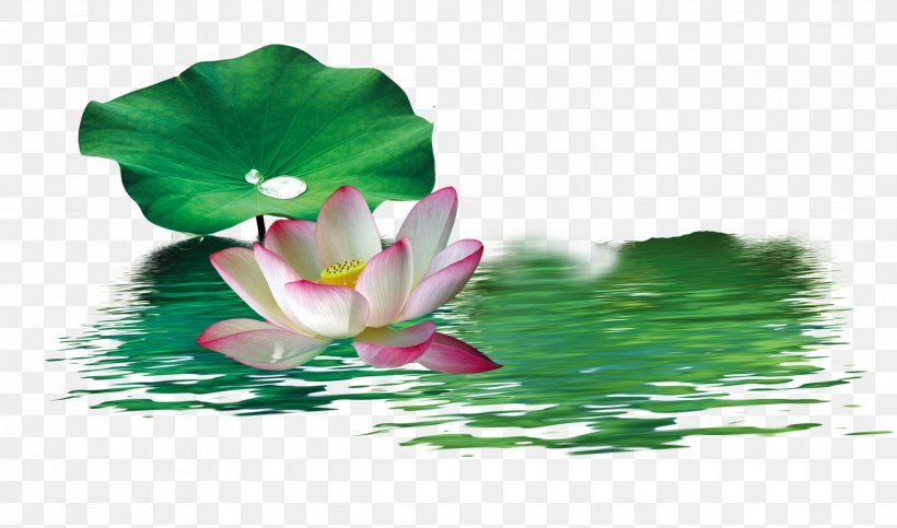Nelumbo Nucifera Wallpaper, PNG, 2471x1457px, Nelumbo Nucifera, Aquatic Plant, Flora, Flower, Flowering Plant Download Free