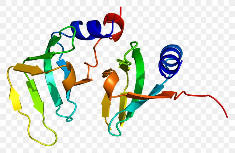 Small Nuclear Ribonucleoprotein D1 Small Nuclear Ribonucleoprotein D2 Protein Structure Gene, PNG, 880x576px, Watercolor, Cartoon, Flower, Frame, Heart Download Free