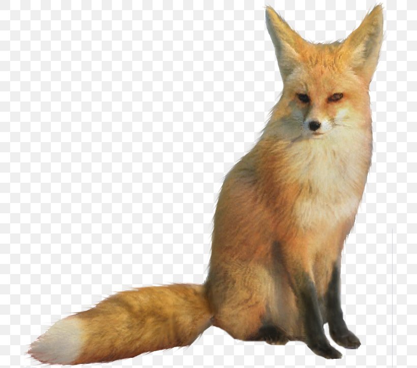 Star Fox Fox McCloud, PNG, 725x725px, Red Fox, Arctic Fox, Canidae, Carnivoran, Dog Like Mammal Download Free
