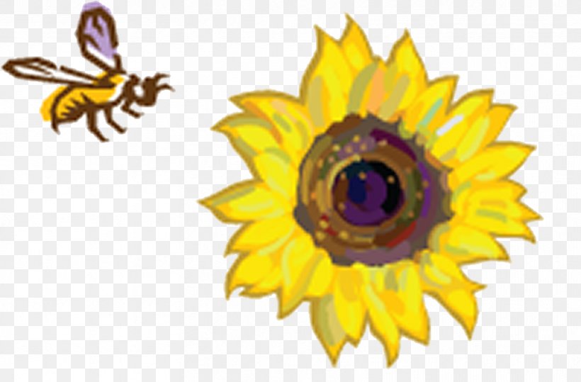 Common Sunflower Sunflowers Honey Bee Image, PNG, 833x548px, Common Sunflower, Bee, Bumblebee, Carpenter Bee, Daisy Family Download Free