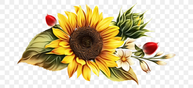 Floral Design, PNG, 699x375px, Watercolor, African Daisies, Asterales, Common Sunflower, Cut Flowers Download Free