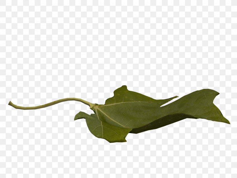 Leaf Flight Public Domain, PNG, 1280x960px, Leaf, Flight, Flower, Freeware, Gall Download Free