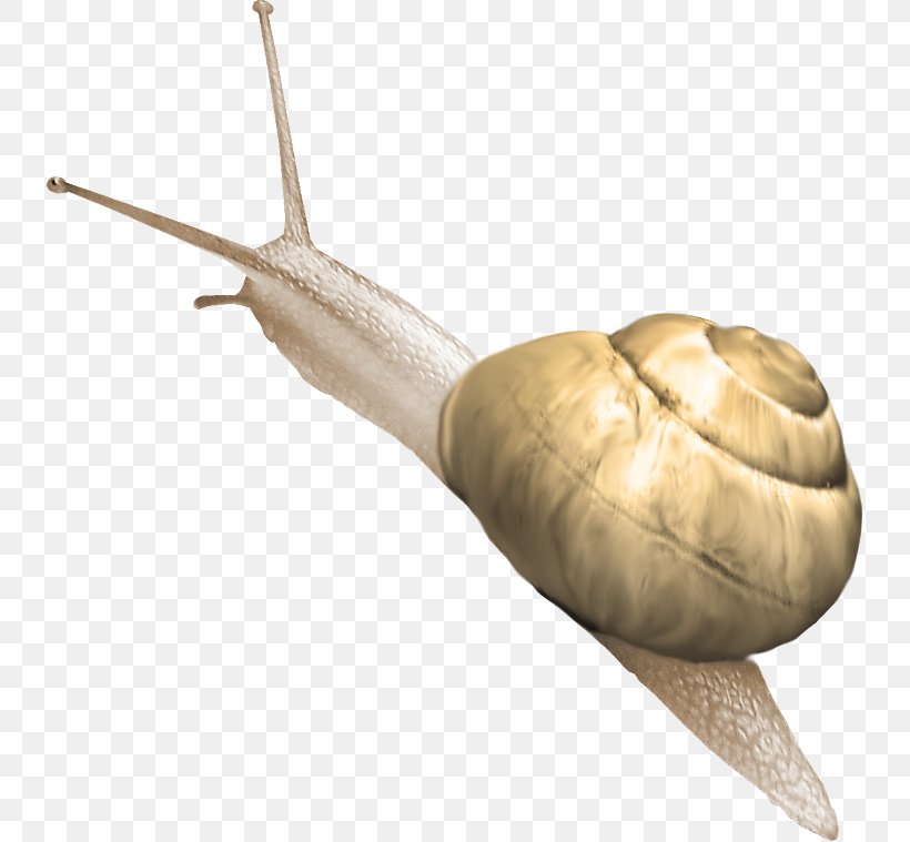 Snail Polymita Picta, PNG, 737x759px, Snail, Dessin Animxe9, Drawing, Gastropod Shell, Invertebrate Download Free