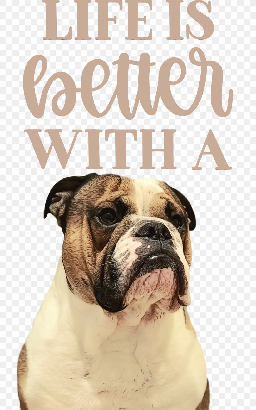 Bulldog, PNG, 1871x3000px, Life, Better, Breed, Bulldog, Bulldog Type Download Free