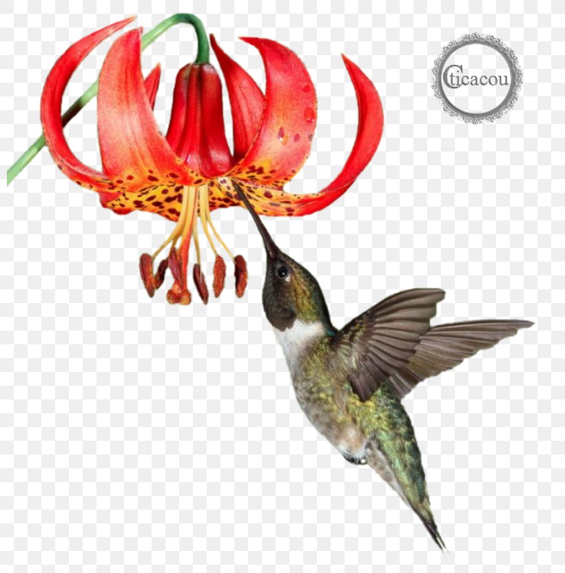 Hummingbird M Fauna Beak Flowering Plant, PNG, 800x832px, Hummingbird, Beak, Bird, Fauna, Flora Download Free