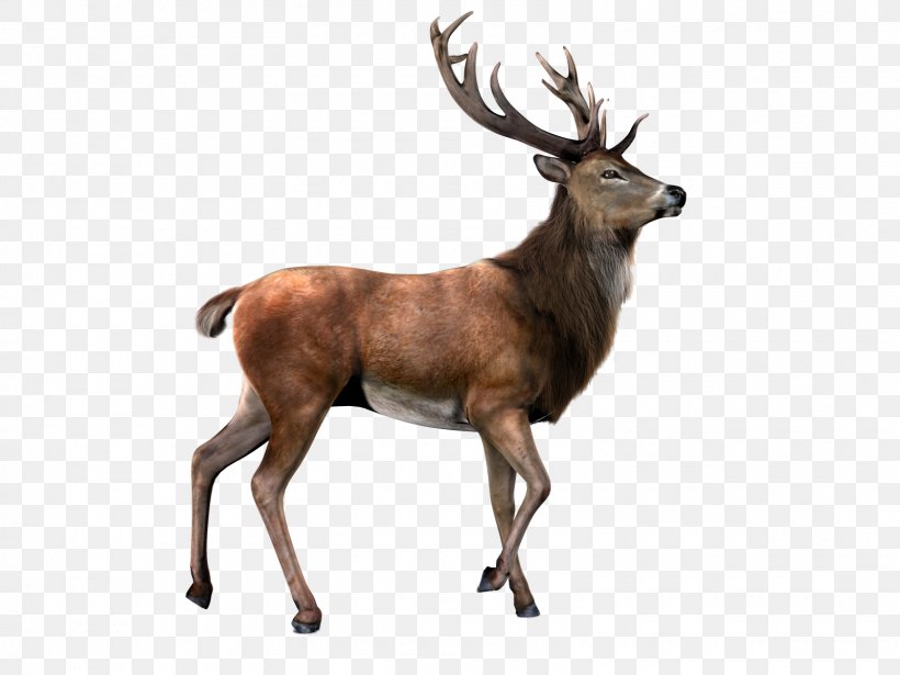 Reindeer Moose Clip Art, PNG, 1600x1200px, Deer, Antler, Elk, Fauna, Mammal Download Free