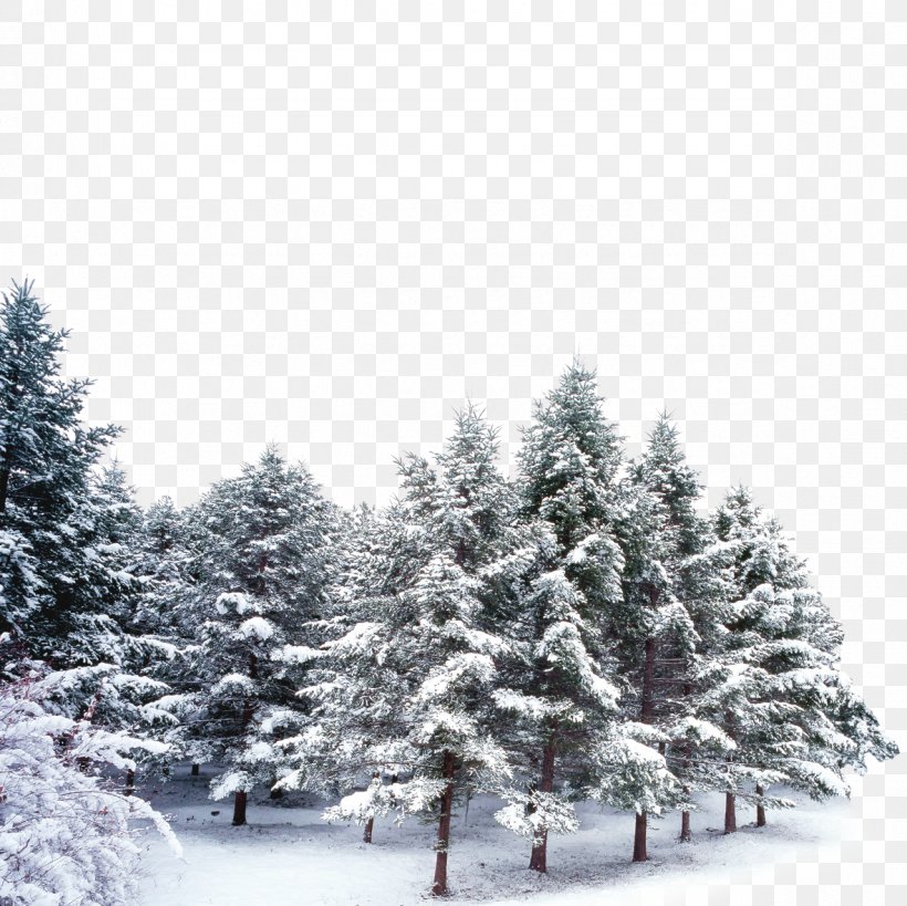 Snow-covered Trees, PNG, 1181x1181px, Snow, Black And White, Branch, Christmas Decoration, Christmas Tree Download Free