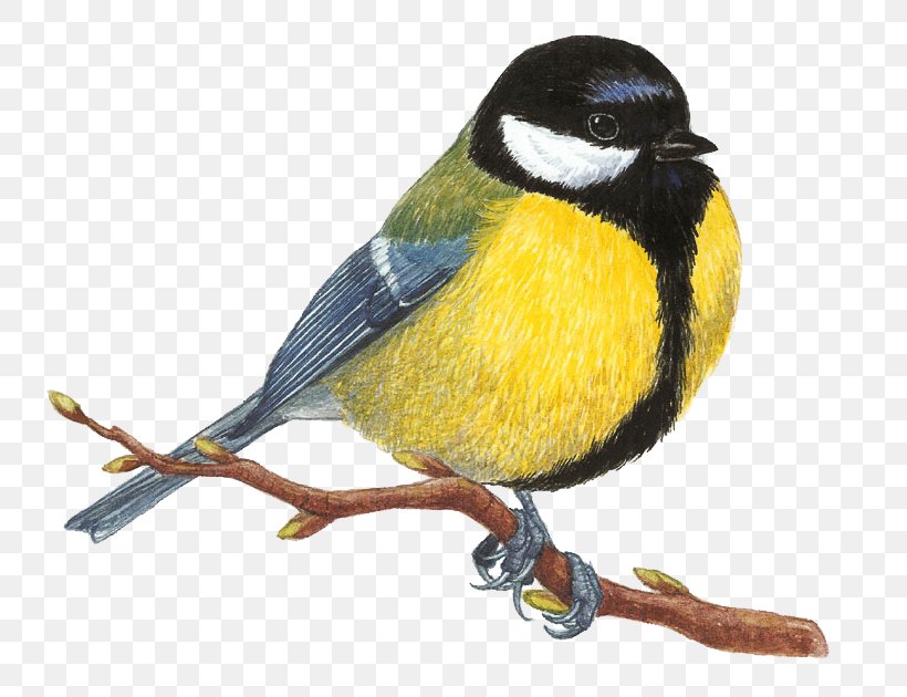 Bird Great Tit Mésange Drawing Great Spotted Woodpecker, PNG, 751x630px, Bird, Animal, Beak, Chickadee, Common Blackbird Download Free