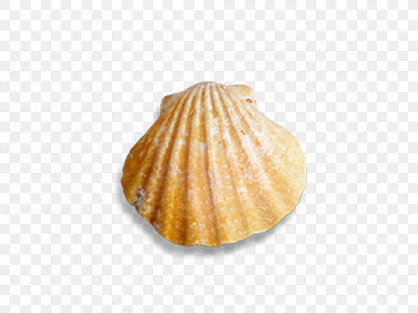 Cockle Seashell Conch, PNG, 4000x3000px, Cockle, Clam, Clams Oysters Mussels And Scallops, Conch, Conchology Download Free