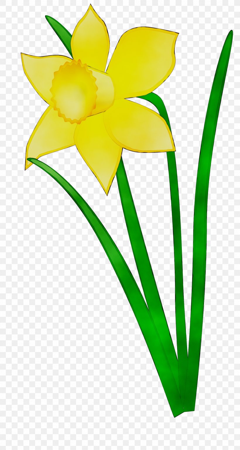 Daffodil Clip Art Flower Vector Graphics Floral Design, PNG, 1872x3504px, Daffodil, Amaryllis Family, Art, Botany, Cut Flowers Download Free