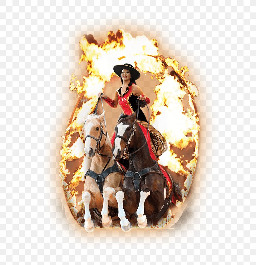 Dolly Parton's Stampede Horse Cowboy Christmas Day Bridle, PNG, 646x851px, Horse, Bridle, Christmas Day, Cowboy, Dinner Download Free