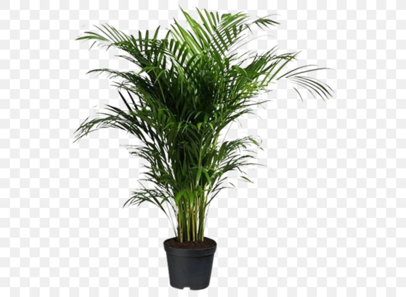 Flowerpot Areca Palm Houseplant Oil Palms Howea Forsteriana, PNG, 600x600px, Flowerpot, Areca Palm, Arecaceae, Arecales, Chamaedorea Elegans Download Free