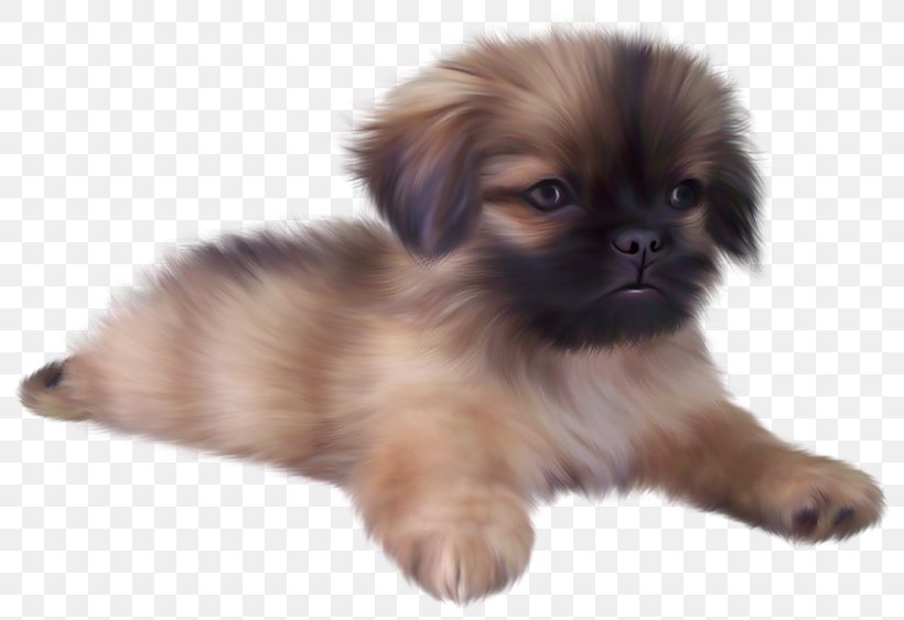 Yorkshire Terrier Puppy Screenshot, PNG, 800x563px, Golden Retriever, Animal, Basset Hound, Carnivoran, Chinese Imperial Dog Download Free