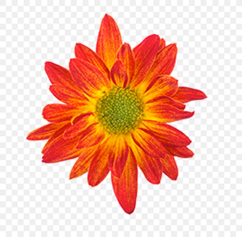 Drawing Orange Flower Color, PNG, 800x800px, Drawing, Annual Plant, Blue, Chrysanths, Color Download Free