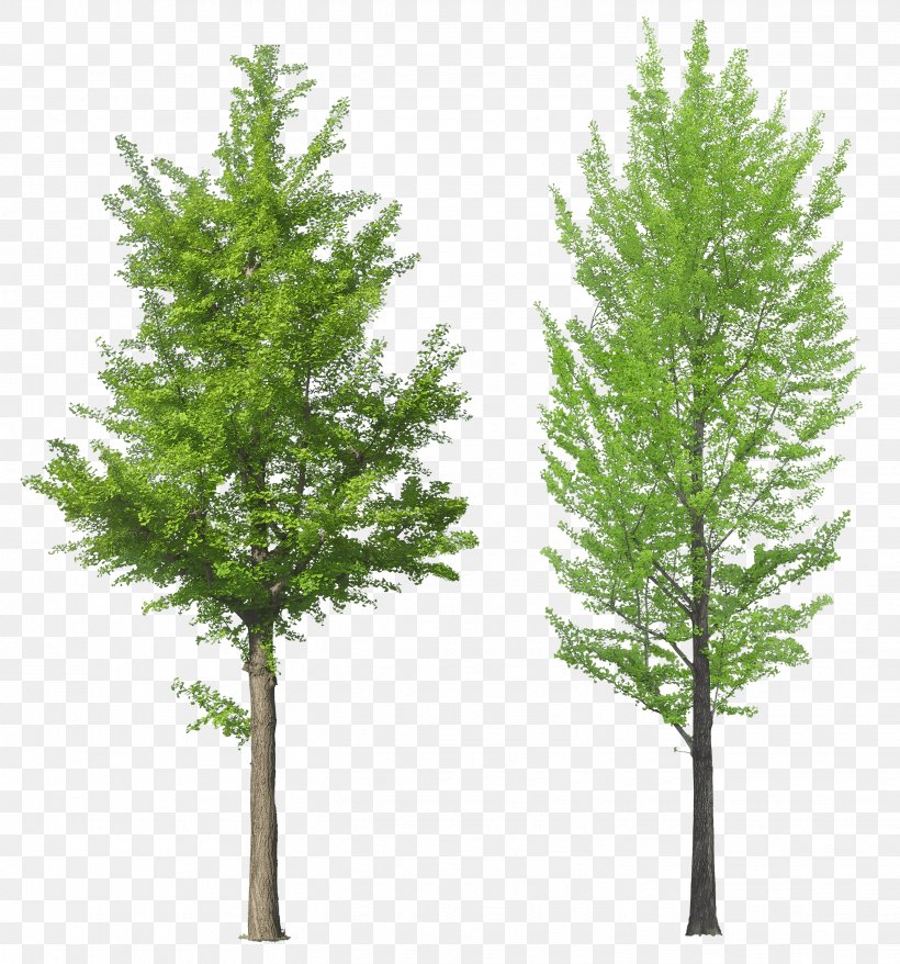 Tree, PNG, 2652x2841px, Populus Nigra, Biome, Branch, Conifer, Cottonwood Download Free