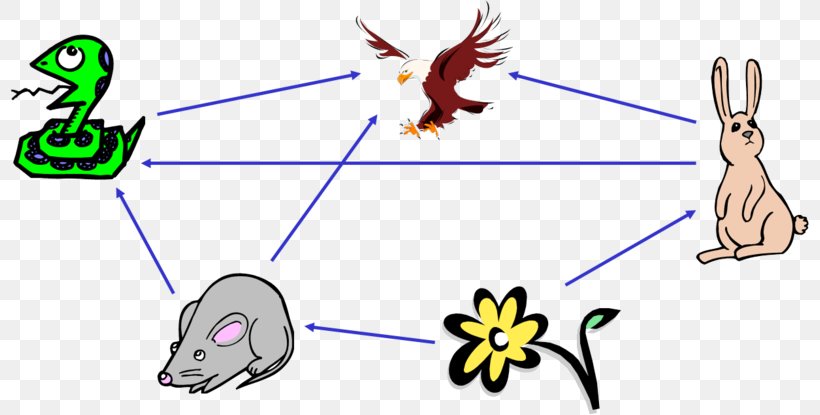 Food Chain Food Web Ecology Ecosystem Nutrient, PNG, 800x415px, Watercolor, Cartoon, Flower, Frame, Heart Download Free