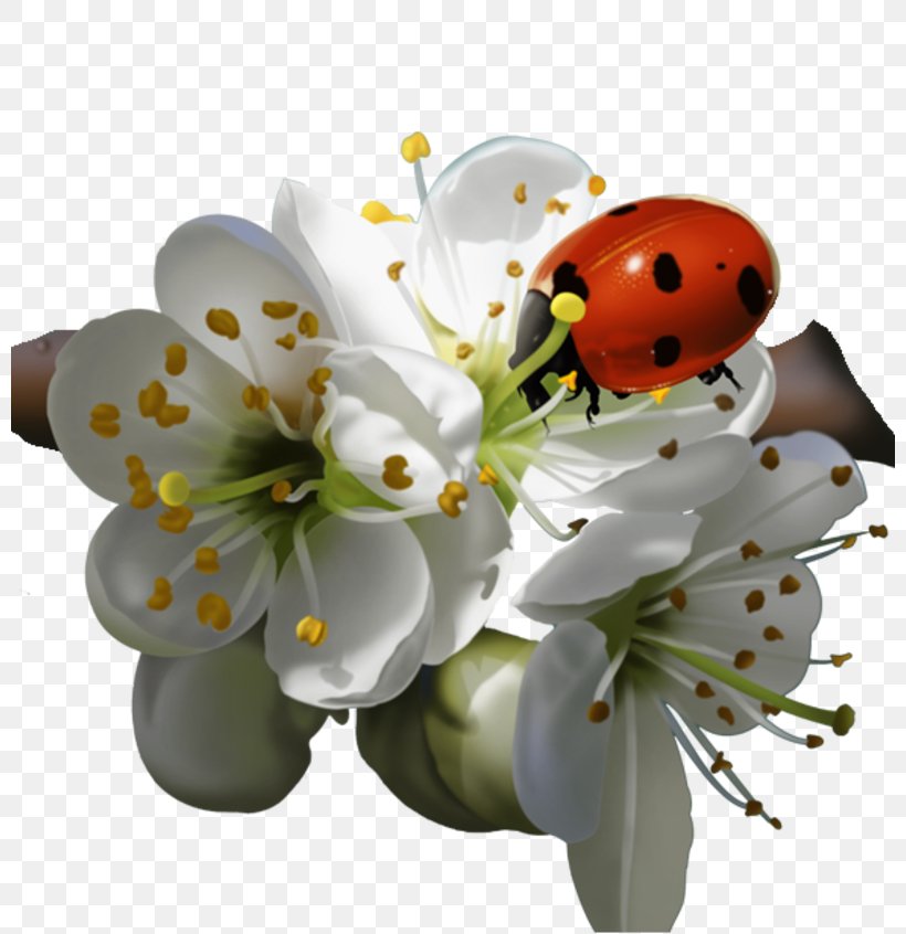 Ladybird Beetle Flower Clip Art, PNG, 800x846px, Ladybird Beetle, Beetle, Blossom, Color, Cut Flowers Download Free
