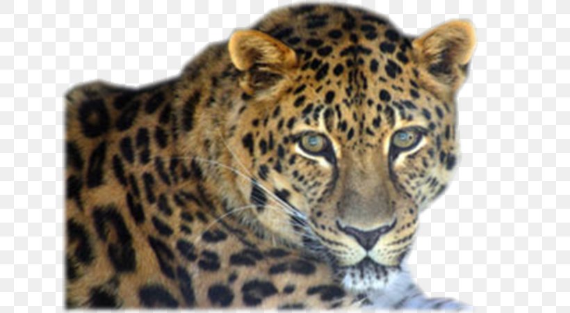 Leopard Jaguar Cheetah Whiskers Tiger, PNG, 641x450px, Leopard, Advertising, Animal, Big Cats, Carnivoran Download Free