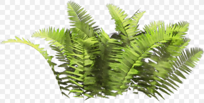 Plants Background, PNG, 1444x733px, Fern, Bregner, Caulerpa, Elaeis, Fern Ecology Download Free