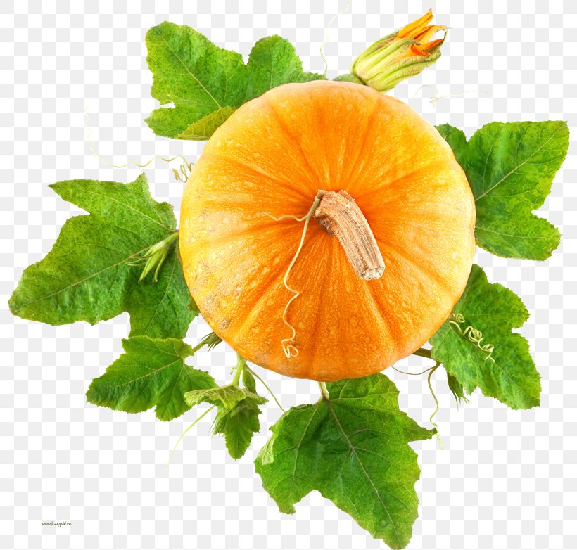 Pumpkin Vegetable Cucurbita Food, PNG, 800x782px, Pumpkin, Calabaza, Cucurbita, Food, Fruit Download Free