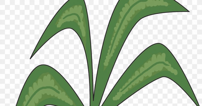 Leaf Plant Stem, PNG, 1200x630px, Leaf, Grass, Organism, Plant, Plant Stem Download Free