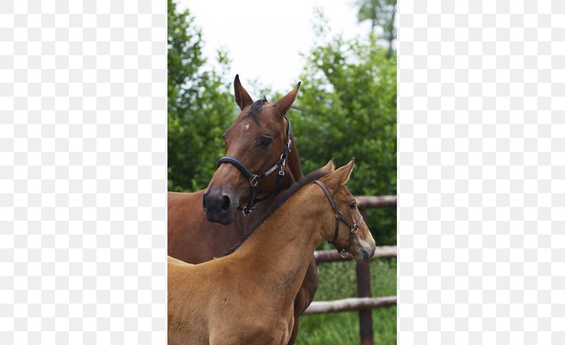 Mare Halter Foal Stallion Colt, PNG, 670x500px, Mare, Bridle, Colt, Foal, Grass Download Free