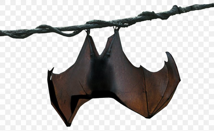 Megabat Stellaluna Animal, PNG, 1024x627px, Bat, Animal, Drawing, Hanging Bat, Megabat Download Free