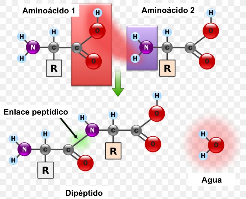 Peptide Bond Amino Acid Chemical Bond Protein, PNG, 1134x922px, Peptide Bond, Acid, Amine, Amino Acid, Area Download Free