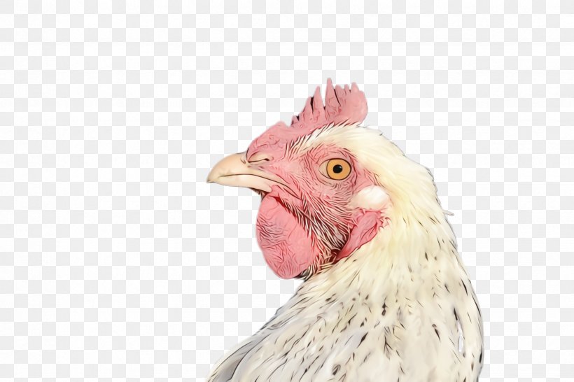 Chicken Bird Rooster Comb Beak, PNG, 2448x1632px, Watercolor, Beak, Bird, Chicken, Comb Download Free