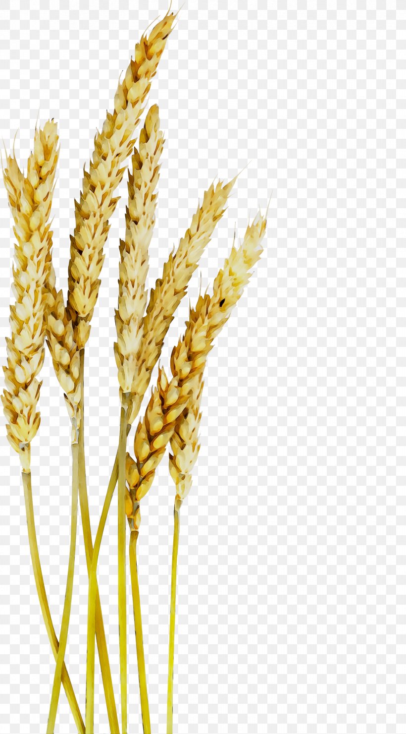 Emmer Oat Einkorn Wheat Spelt Cereal, PNG, 1661x3000px, Emmer, Barley, Broomrape, Cereal, Cereal Germ Download Free