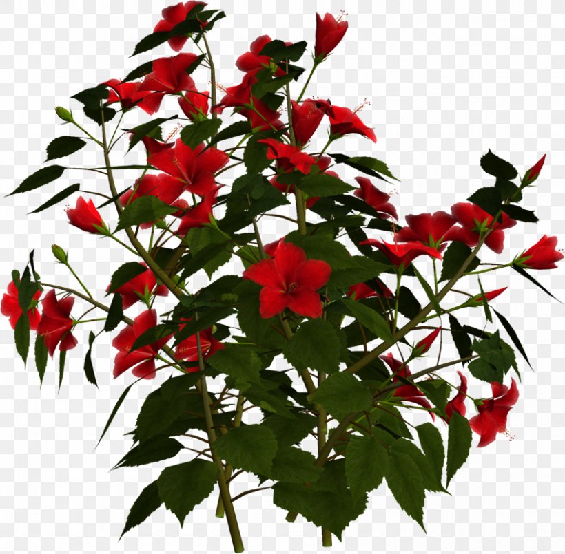 Hibiscus Shrub Flower Branch Rose, PNG, 849x834px, Hibiscus, Annual Plant, Balsam Fir, Branch, Cut Flowers Download Free