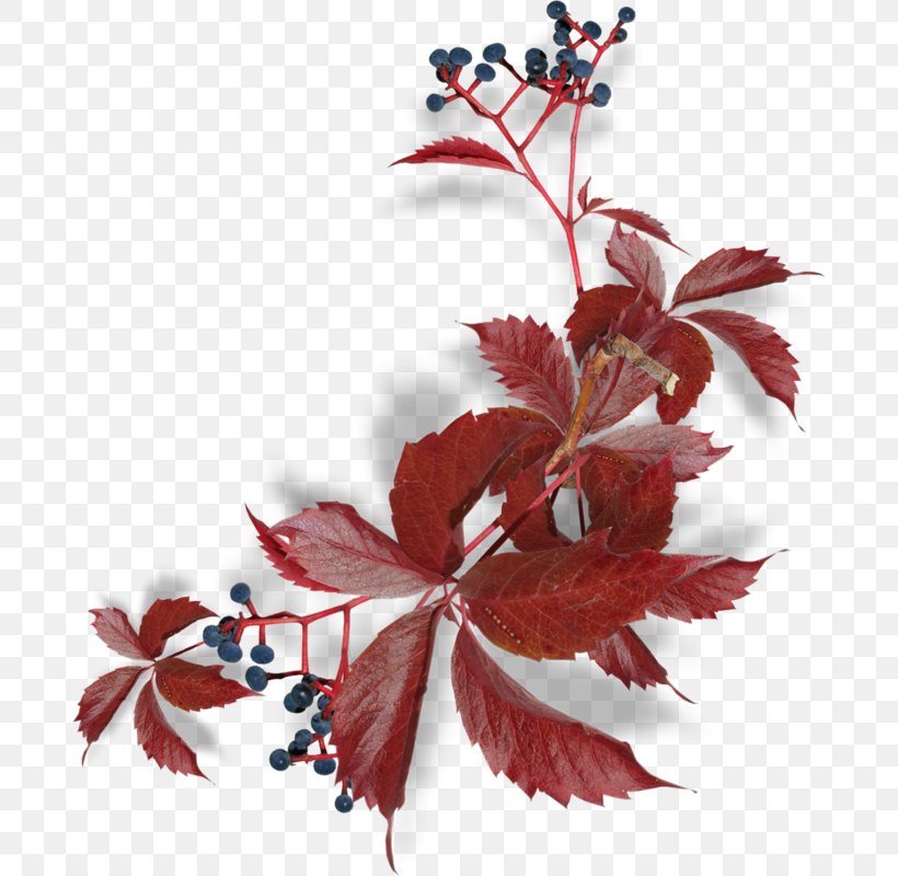 Leaf Clip Art Image Design, PNG, 688x800px, Leaf, Art, Autumn, Botany, Branch Download Free