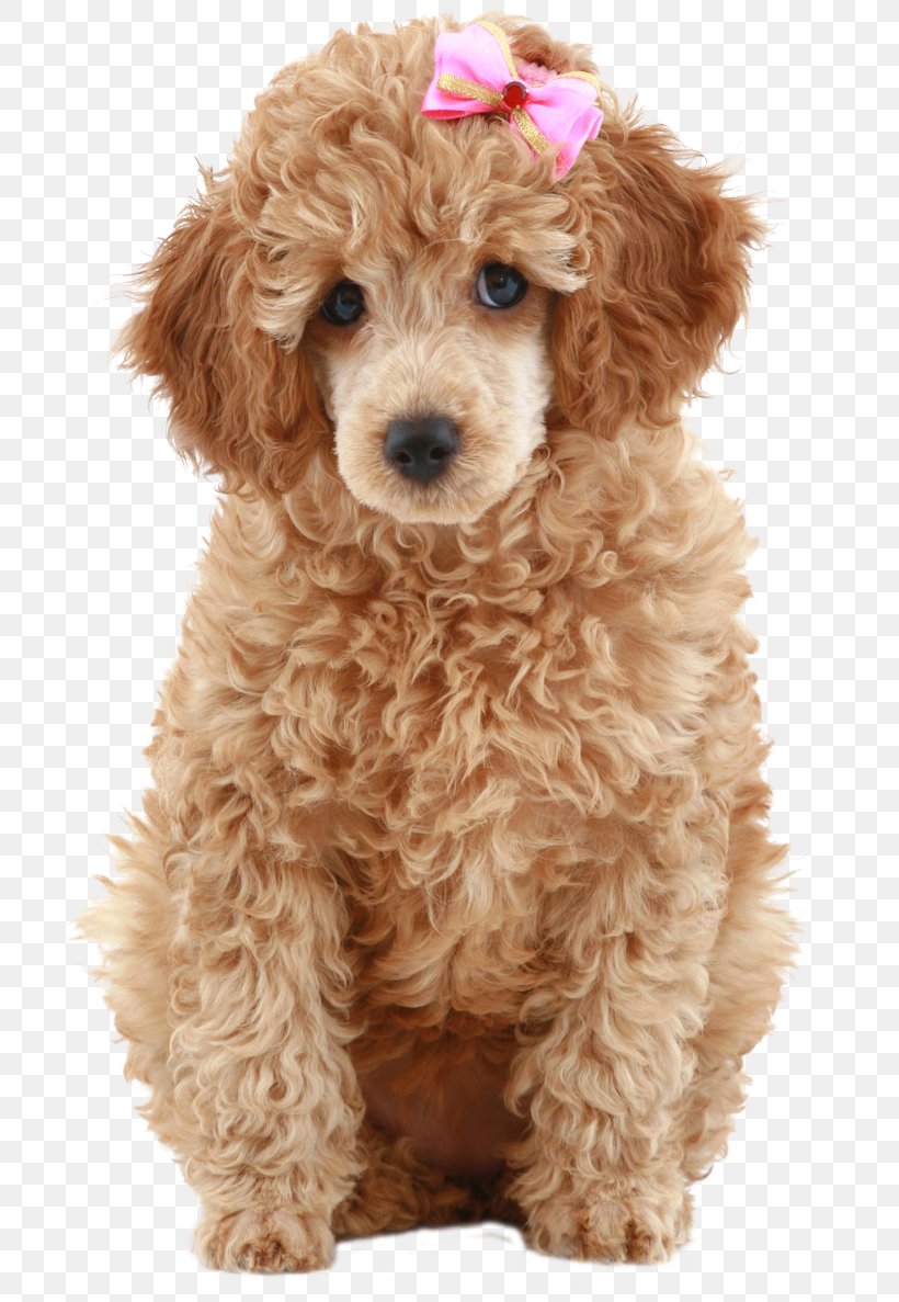 Miniature Poodle Standard Poodle Toy Poodle Cockapoo Schnoodle, PNG, 709x1187px, Miniature Poodle, Barbet, Carnivoran, Cavapoo, Cockapoo Download Free