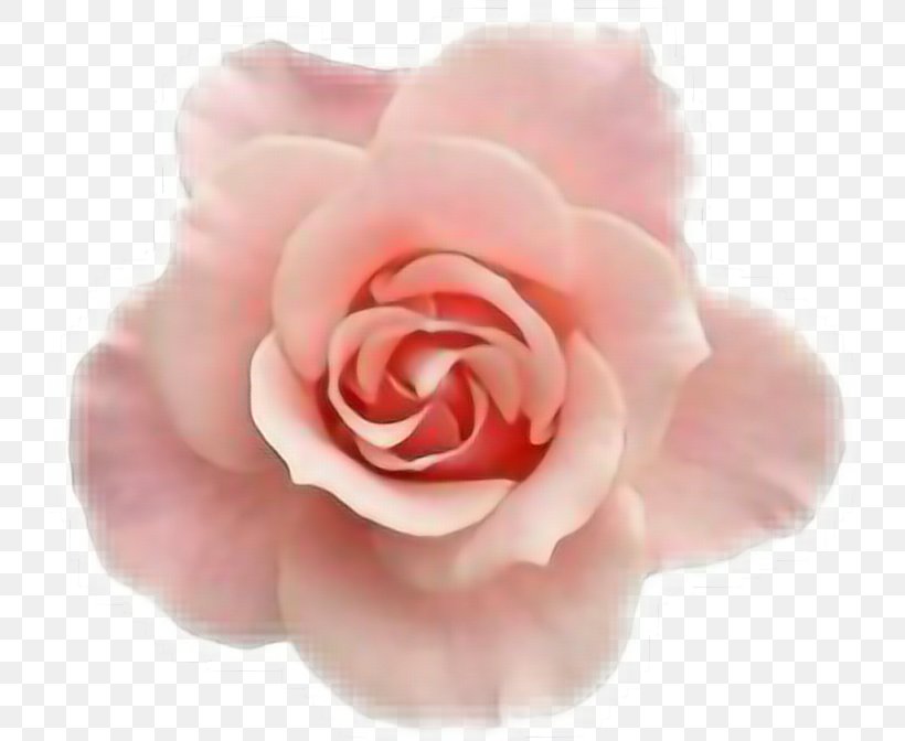 PhotoScape Flower Clip Art, PNG, 732x672px, Photoscape, Artificial Flower, Color, Cut Flowers, Floribunda Download Free