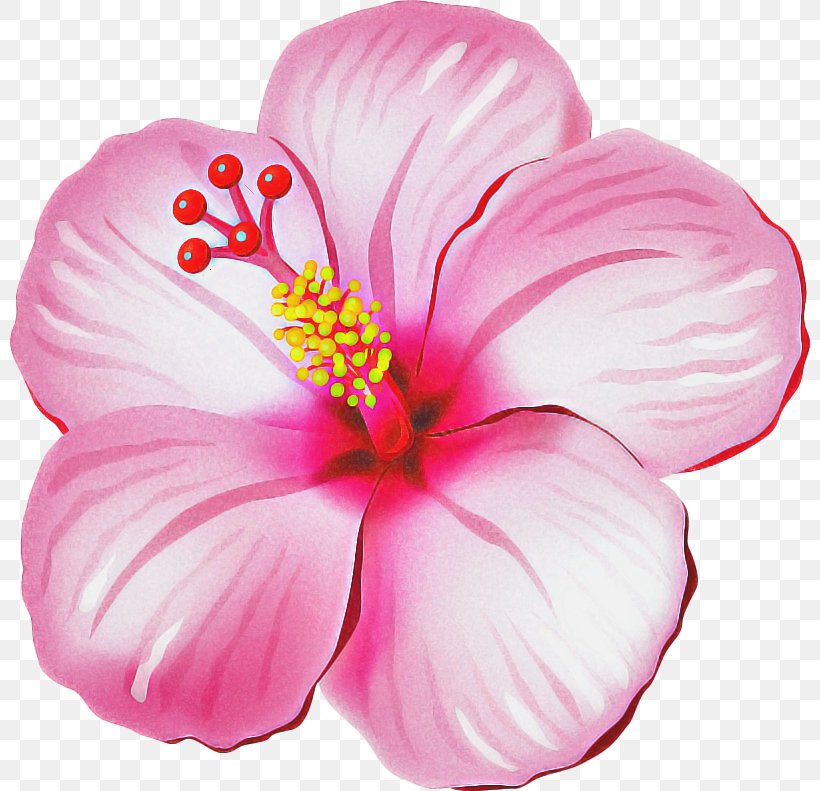 Pink Flower Cartoon, PNG, 800x791px, Shoeblackplant, Annual Plant, Blossom, Chinese Hibiscus, Closeup Download Free