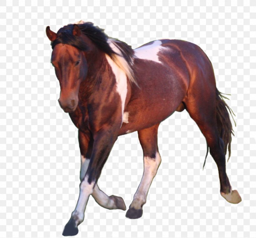 Stallion Mustang Mare American Paint Horse American Quarter Horse, PNG, 1499x1392px, Stallion, American Paint Horse, American Quarter Horse, Animal Figure, Brown Download Free