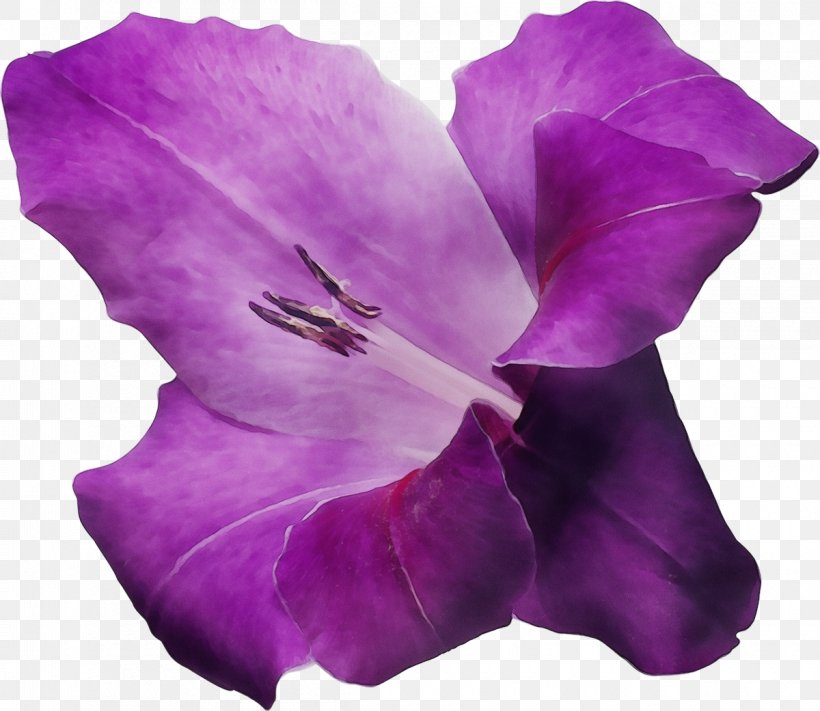 Lavender, PNG, 1200x1041px, Watercolor, Flower, Flowering Plant, Lavender, Lilac Download Free