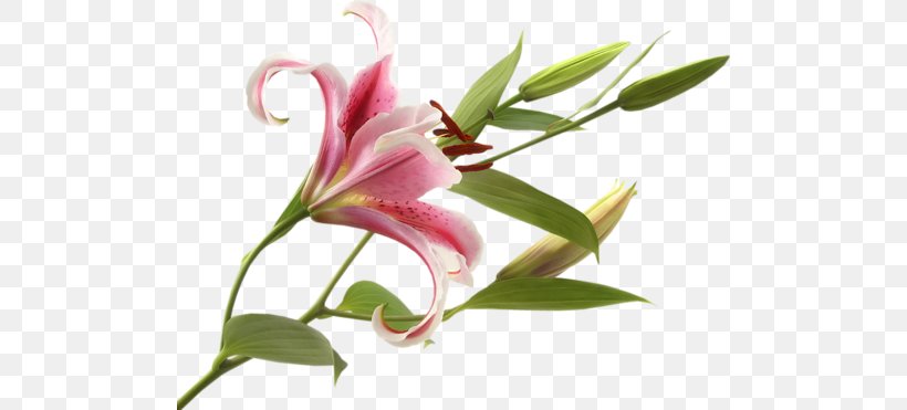 Pink Flowers Bulb Tiger Lily Lilium 'Stargazer', PNG, 500x371px, Flower, Alstroemeriaceae, Bog Arum, Bulb, Egyptian Lotus Download Free