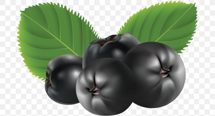 Chokeberry Clip Art, PNG, 699x445px, Chokeberry, Art, Berry, Bilberry, Blackberry Download Free